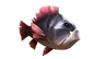 Devilfish
